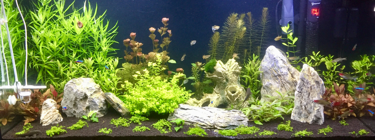 aquarium Maison