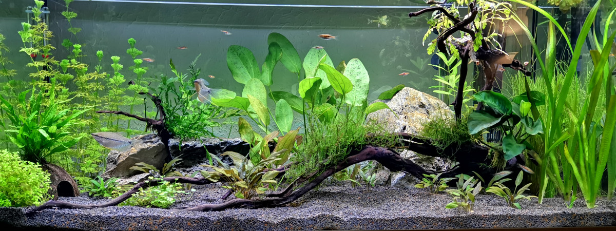 aquarium Aquarium 1