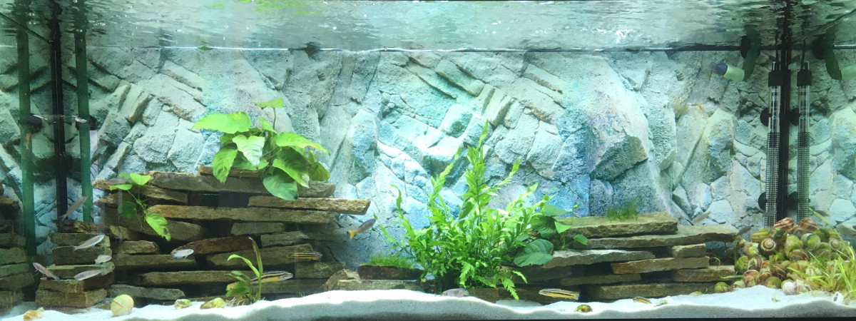 aquarium Tanganyika