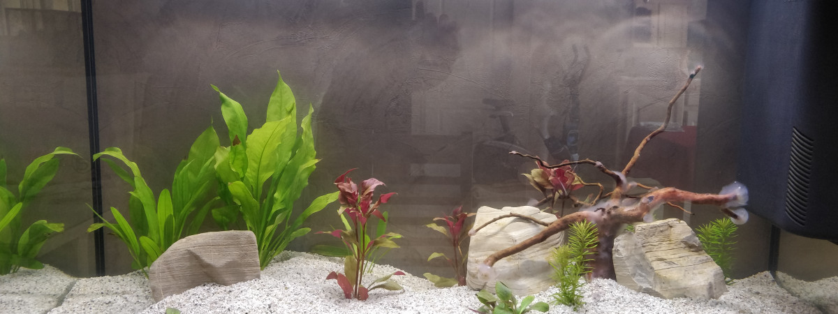 aquarium Bubule