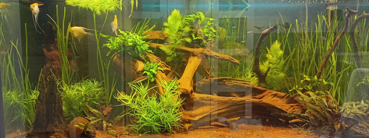 aquarium 360L Amazonien