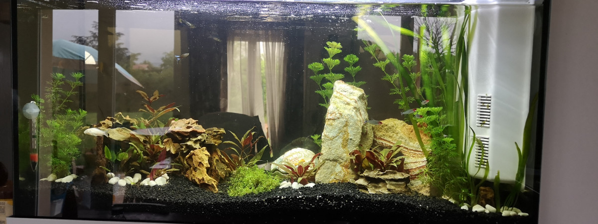 aquarium Aqua