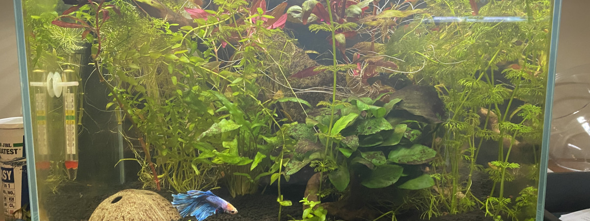 aquarium Betta planté