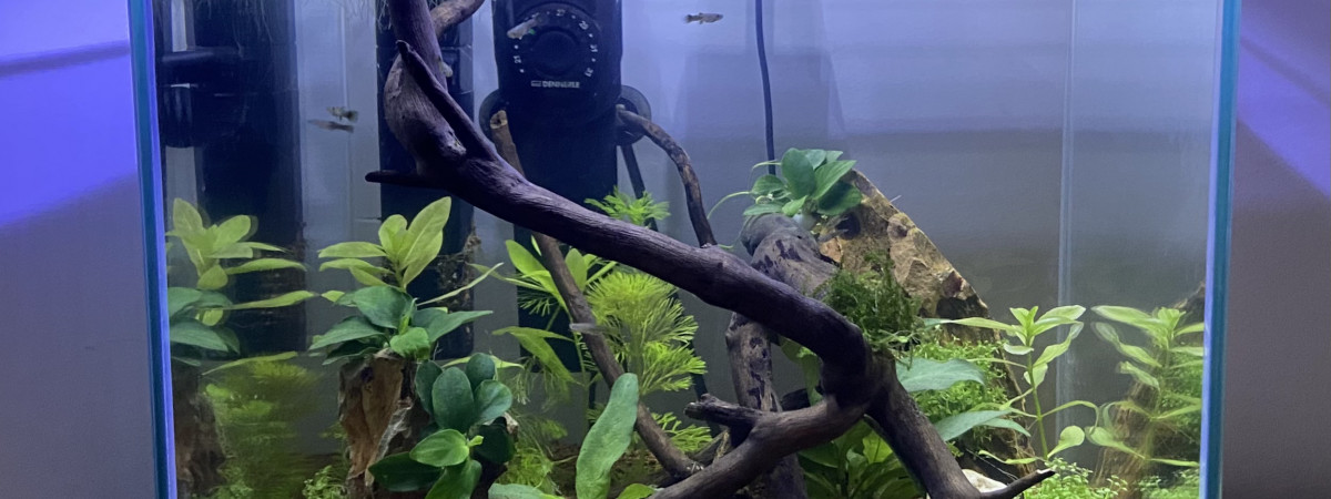 aquarium Dragon Jungle