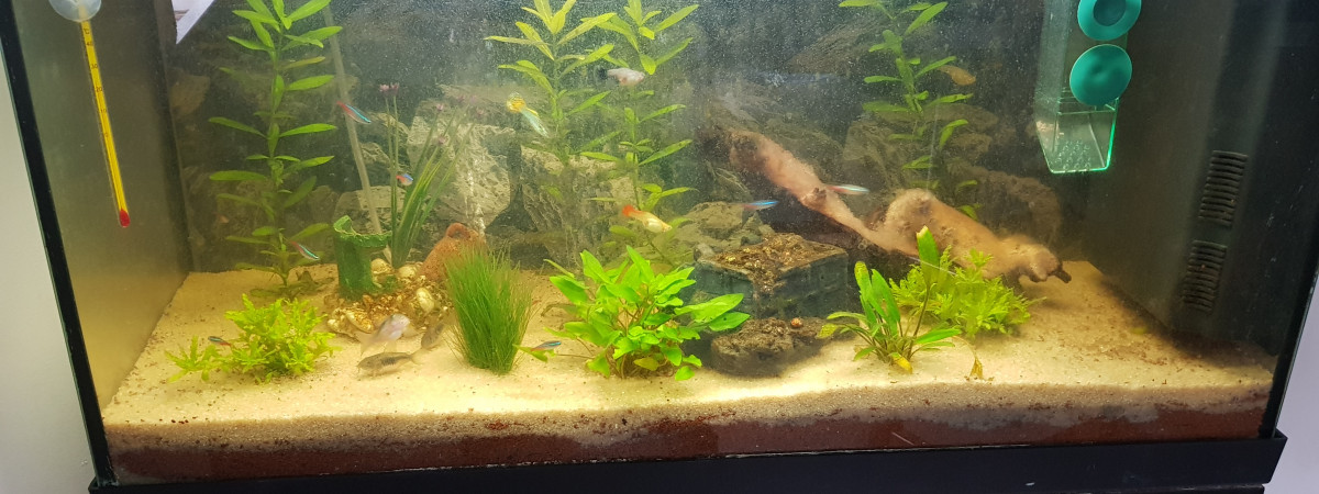 aquarium 100l
