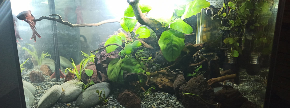 aquarium Alavavite.version2