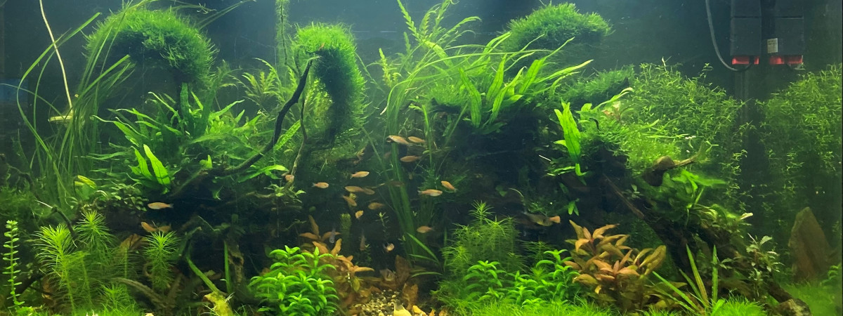 aquarium Aquascaping communautaire