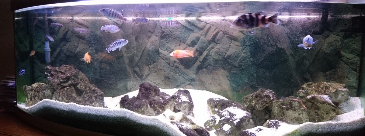 aquarium Malawi