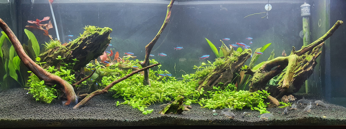 aquarium Mon 240