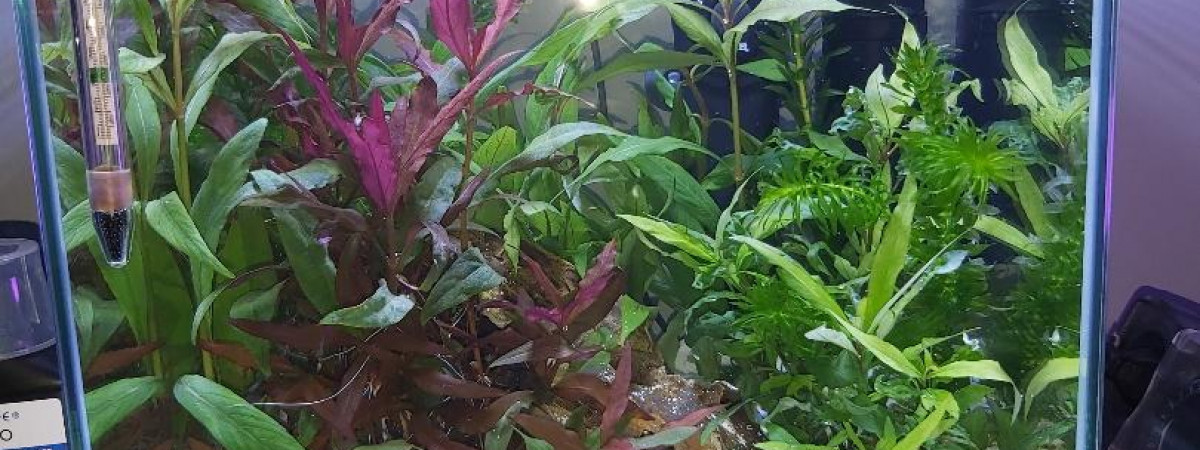 aquarium Mon aquarium