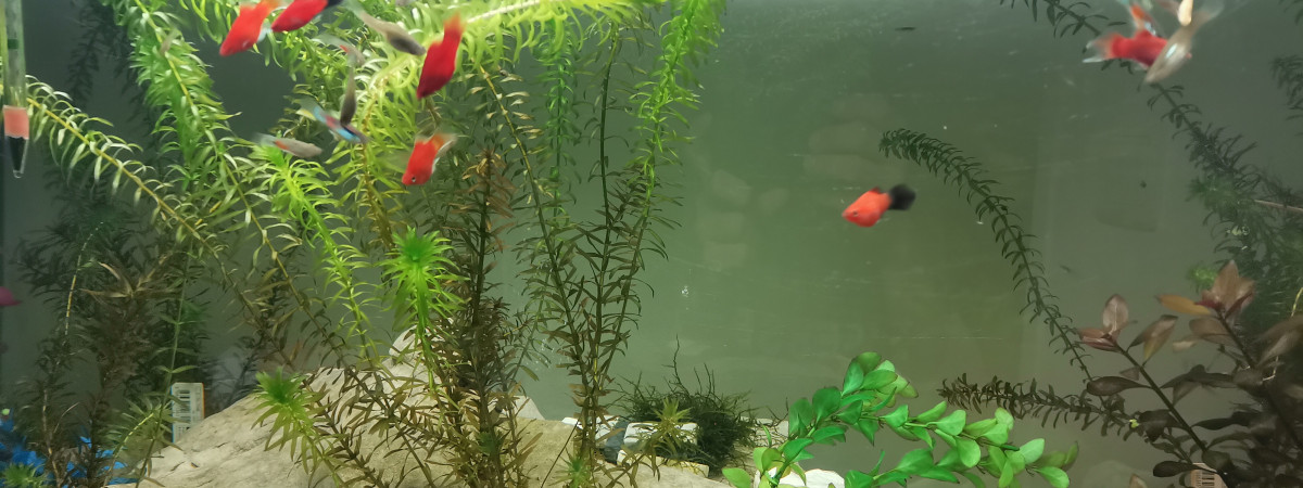 aquarium Une Monde dans 300L