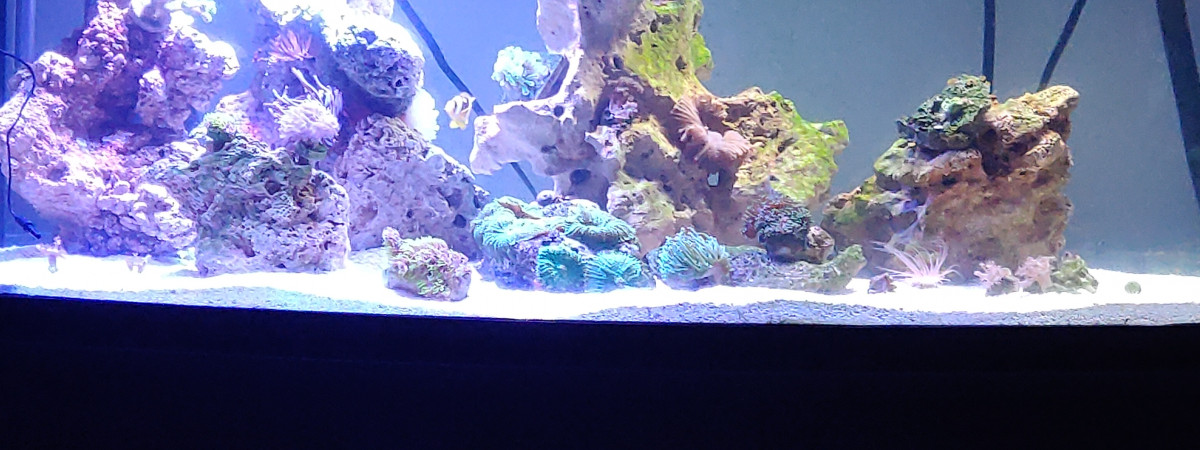 aquarium Aqua 2