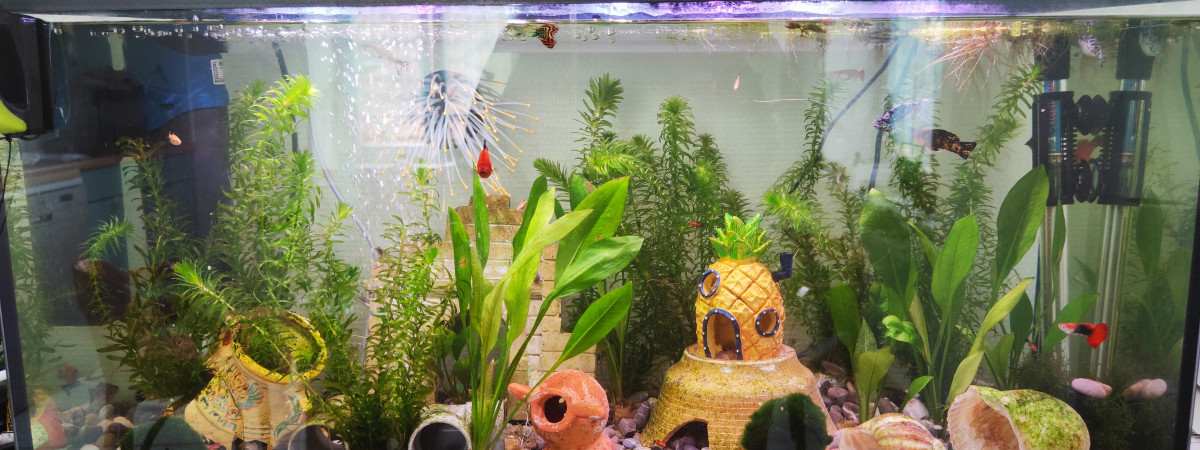 aquarium Guppys Mollys Platys
