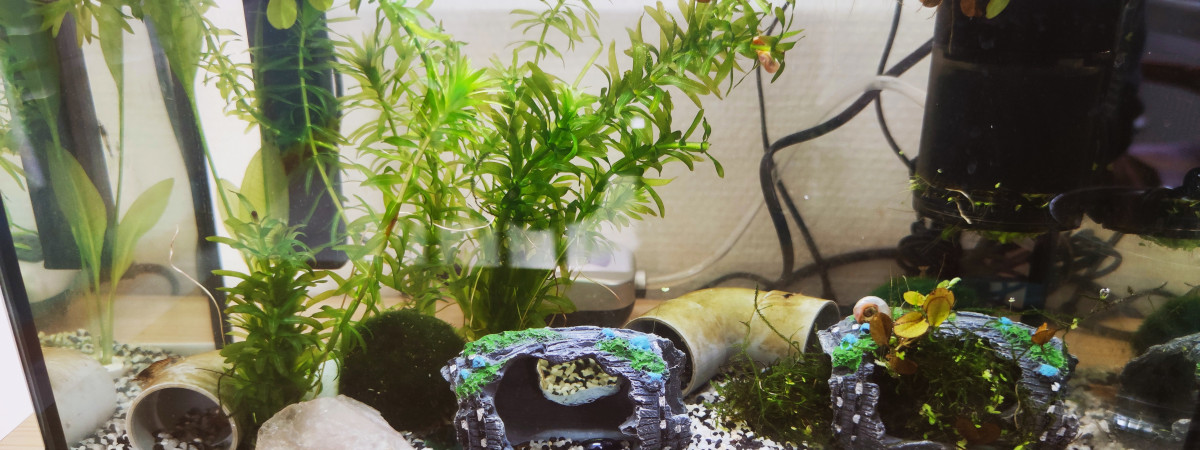aquarium Pinceau
