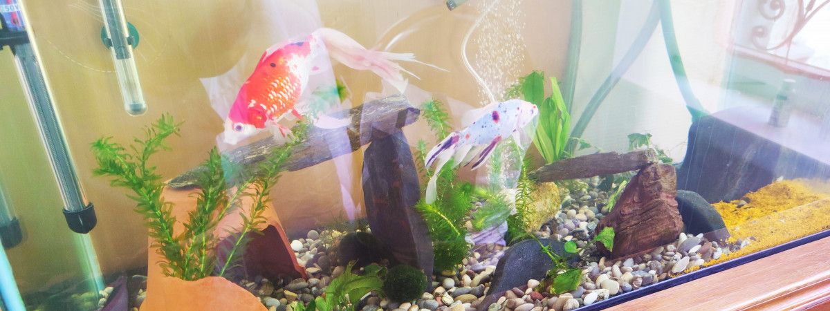 aquarium Maurice et La Sardine