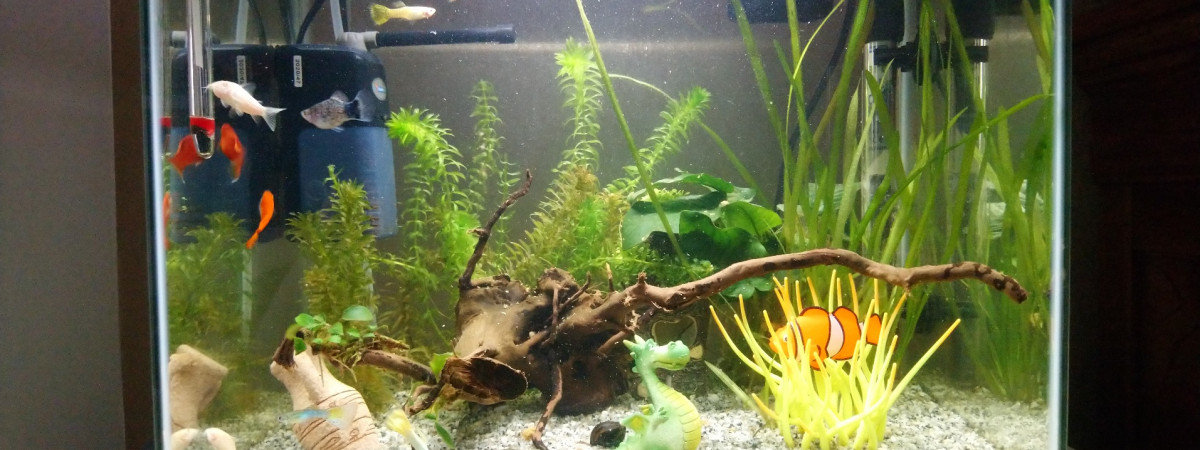 aquarium Superfish 50