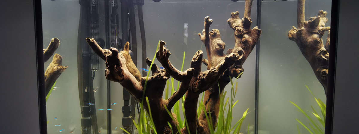 aquarium Giorgia May