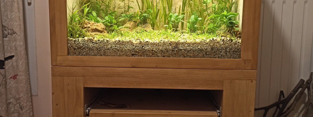 aquarium Tetra Citron male