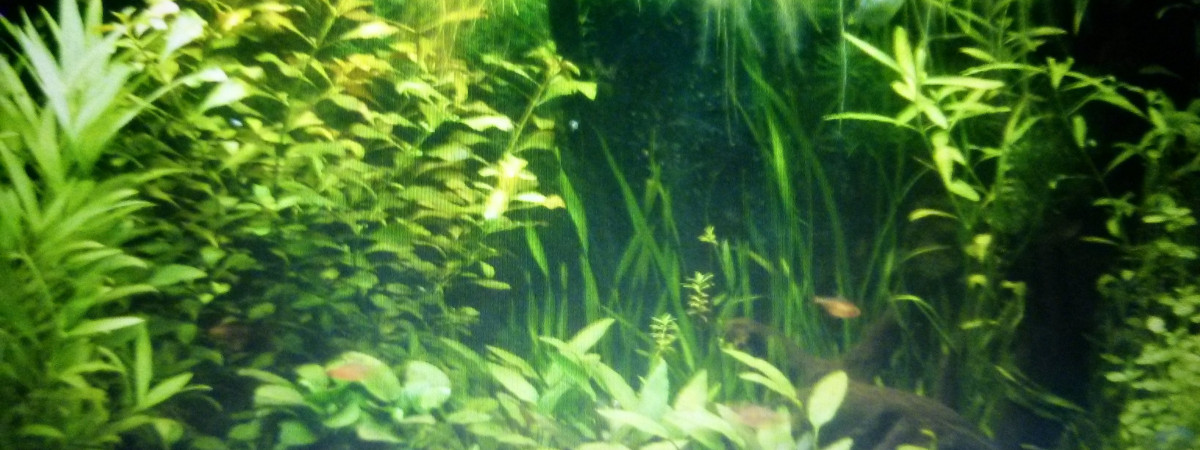 aquarium Ancien aquarium