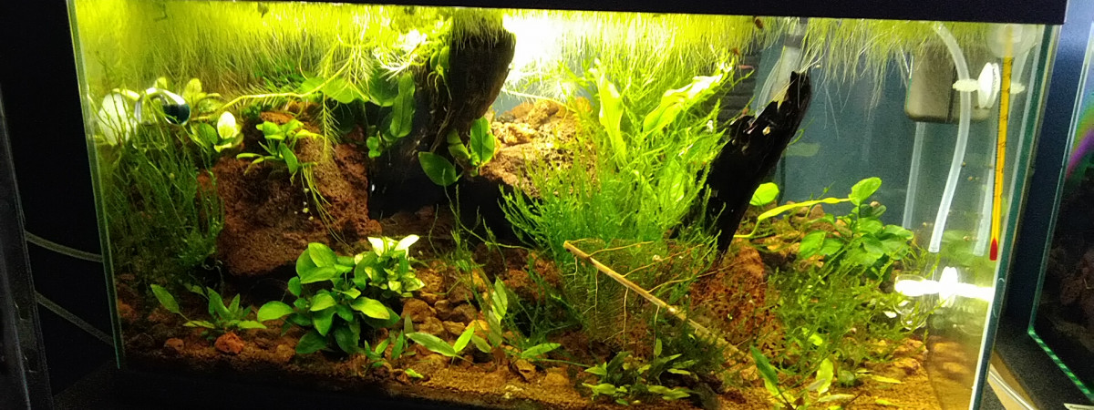 aquarium RED CHERRY