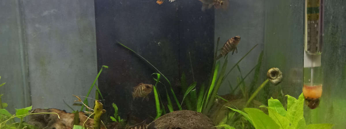 aquarium Asiatique