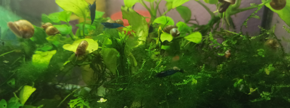 aquarium crevette bleue valvet