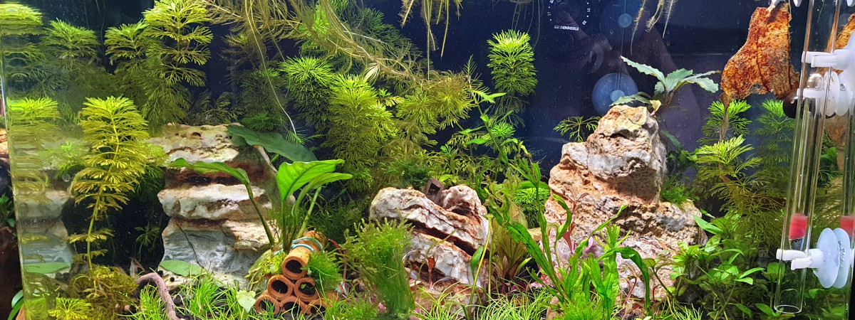 aquarium 7B 43 L