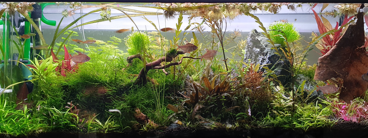 aquarium Au bonheur des crevettes