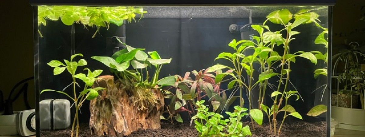 aquarium Aquarium combattant