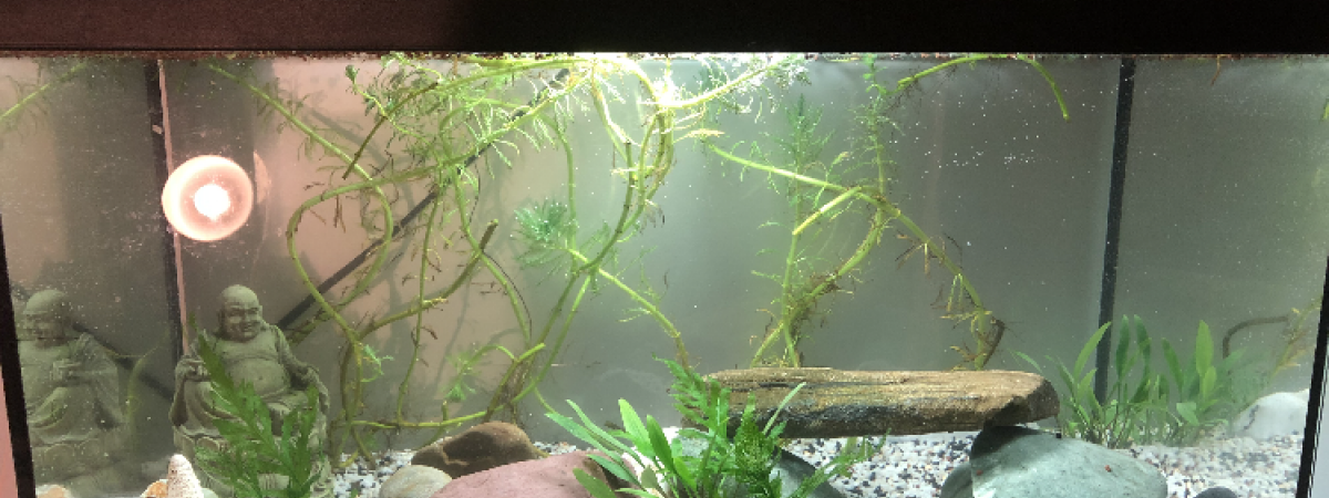 aquarium Platys et physes