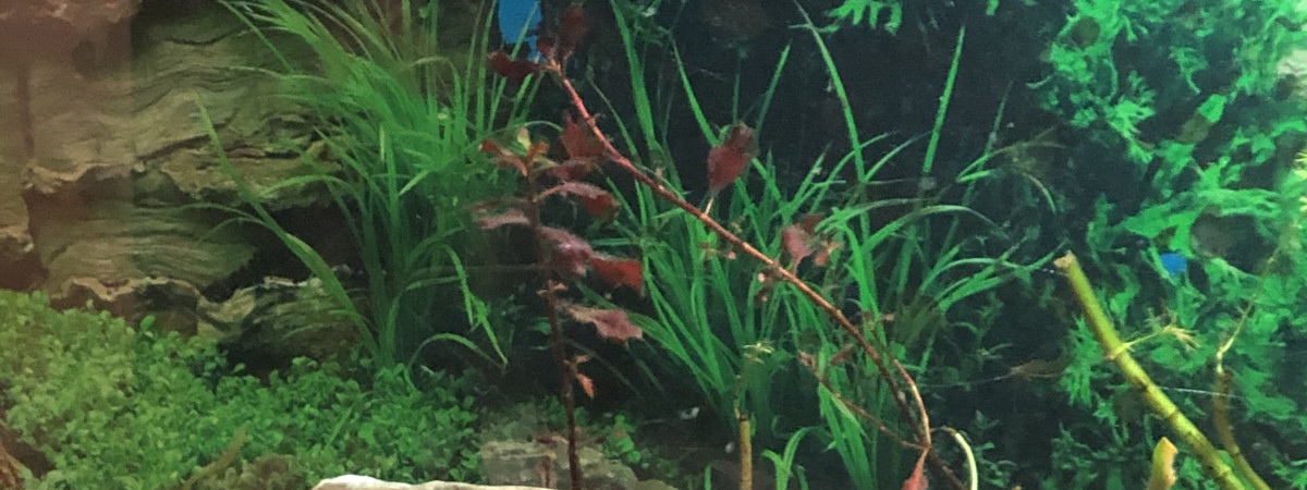 aquarium Ancistrus