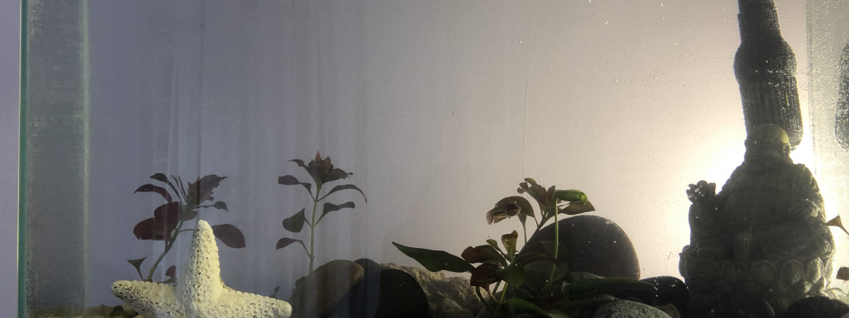 aquarium Bettas splendens