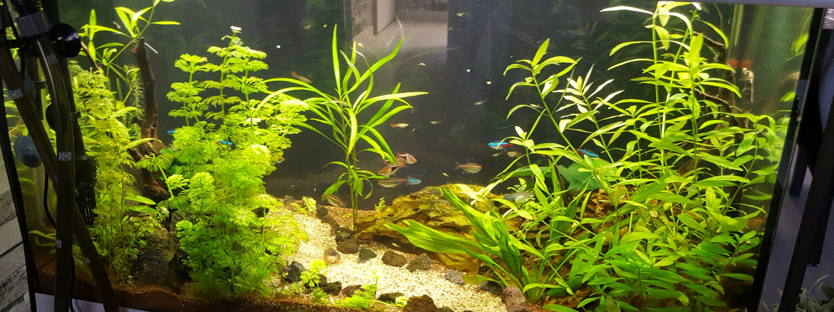 aquarium Mon bébé