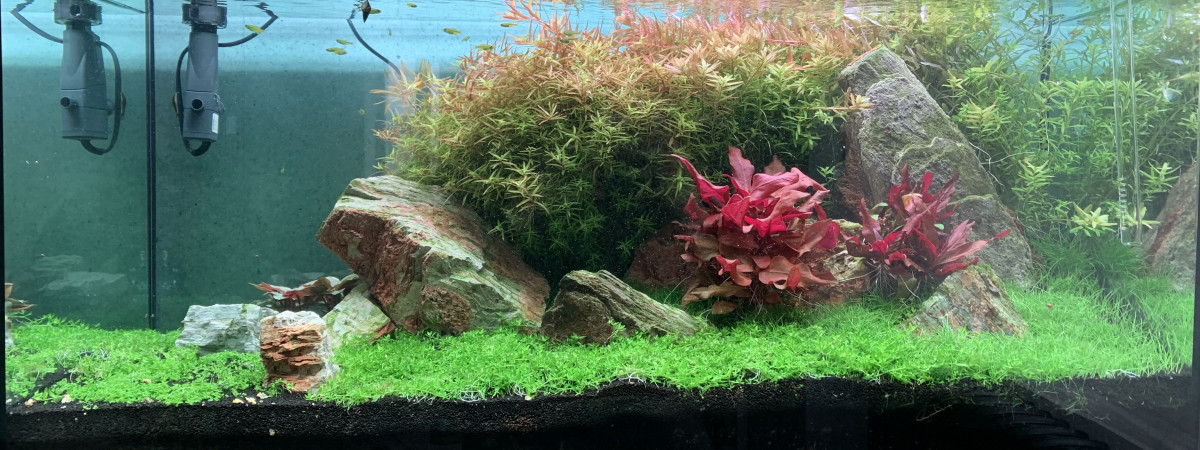 aquarium Kemp