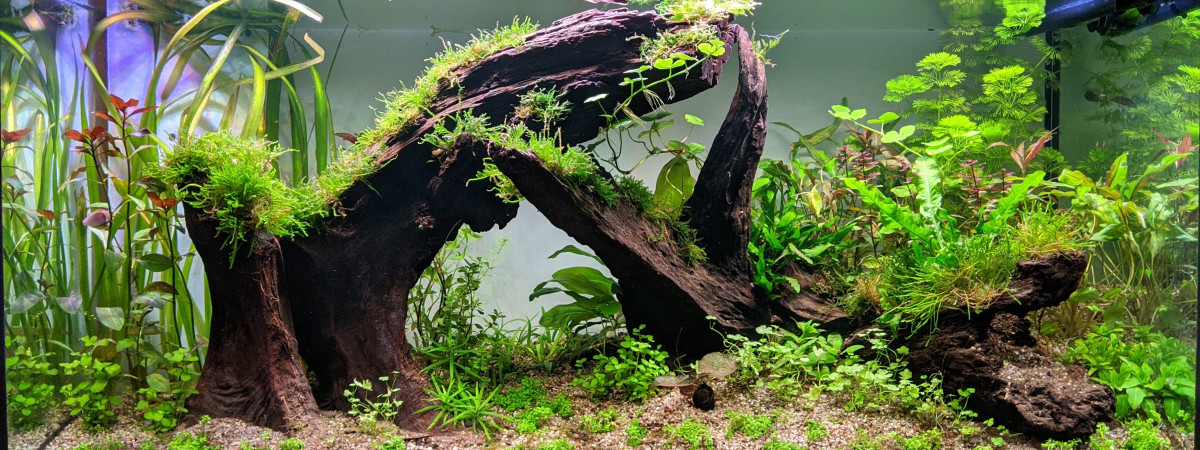 aquarium Experimental Fish Tank - Apistogramma