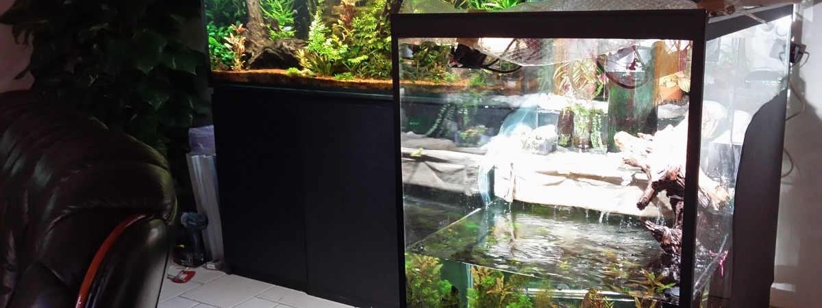 aquarium aquarium paludarium