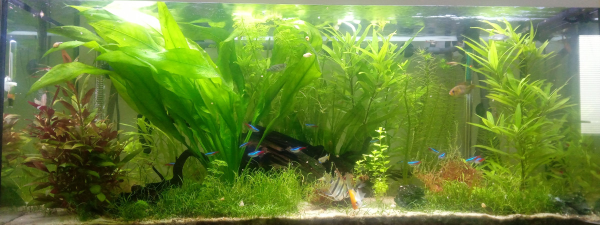 aquarium Georg s Amazonien