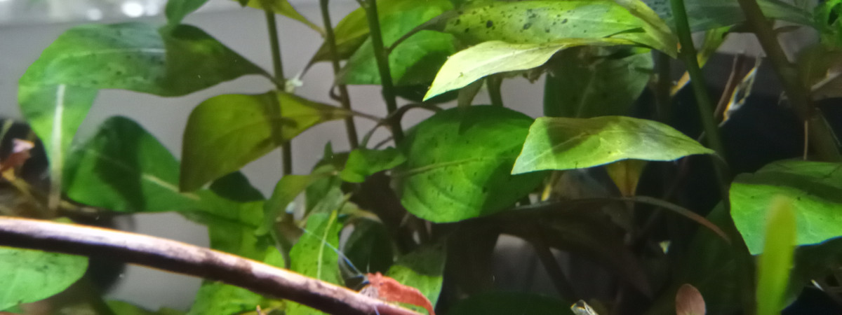 aquarium Crevetas