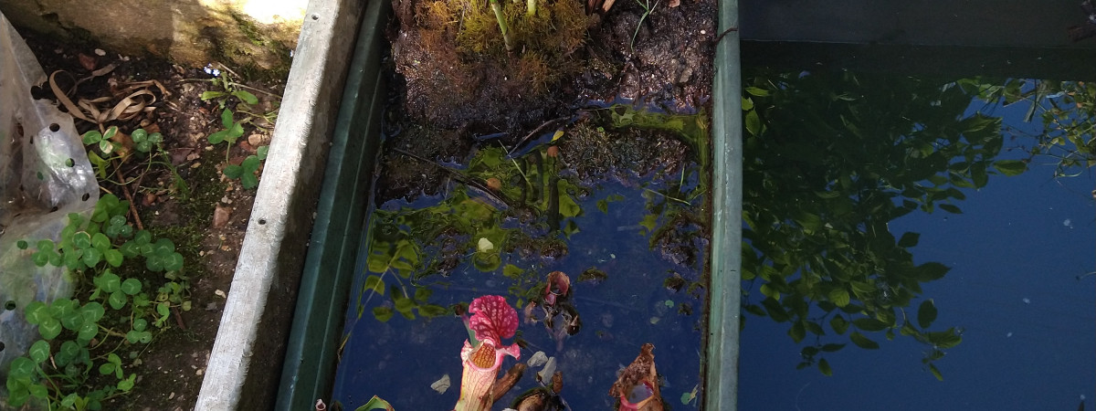 aquarium Bac extérieur naturel