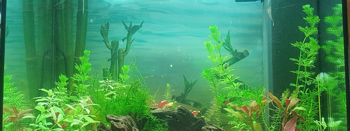 aquarium Jewel lido 120