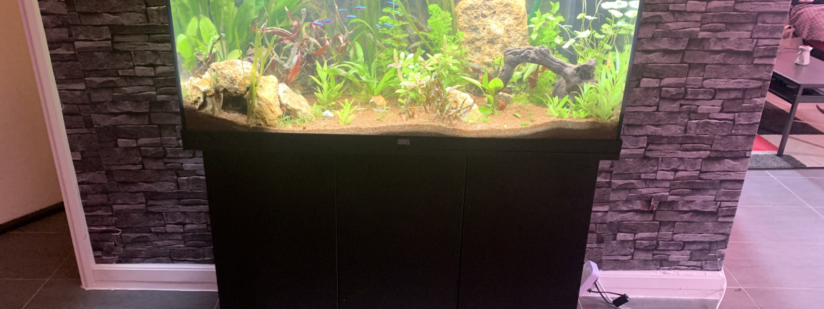 aquarium Mon petit feuillus
