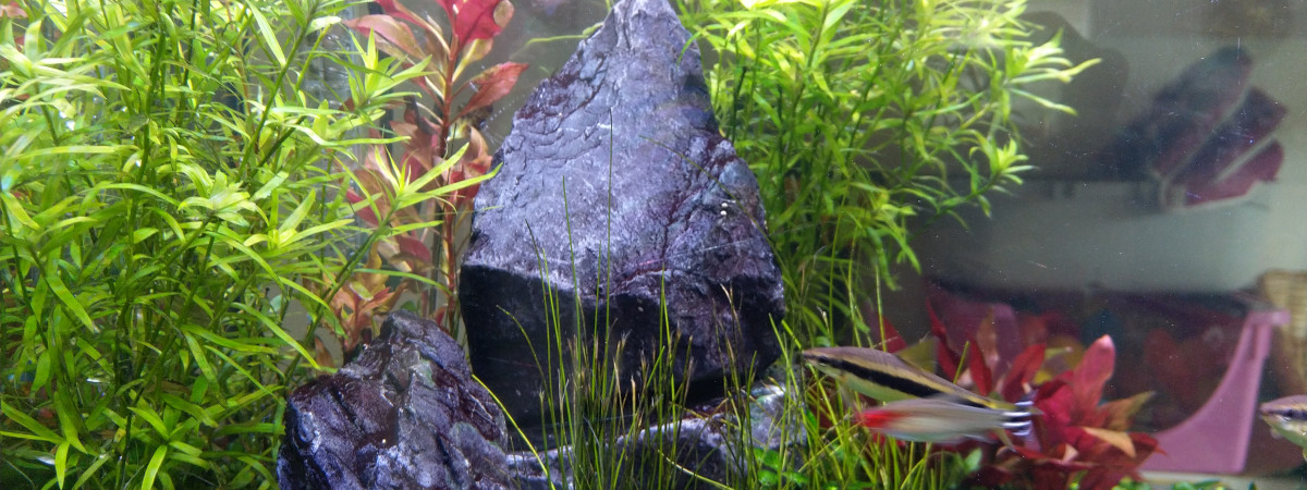 aquarium Juwel rio125