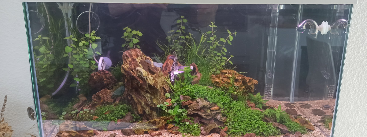 aquarium Coronaquascape.variant 2