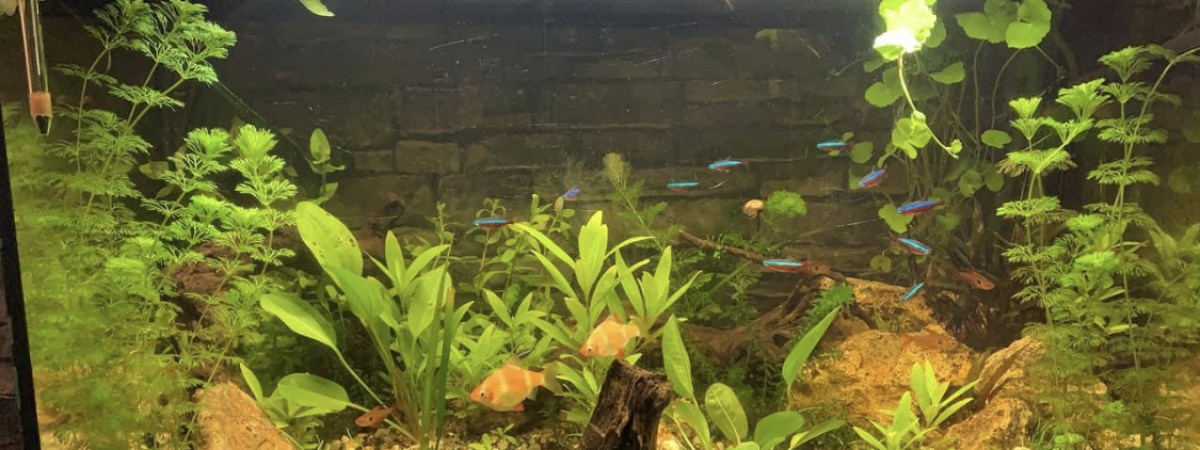 aquarium Amazo