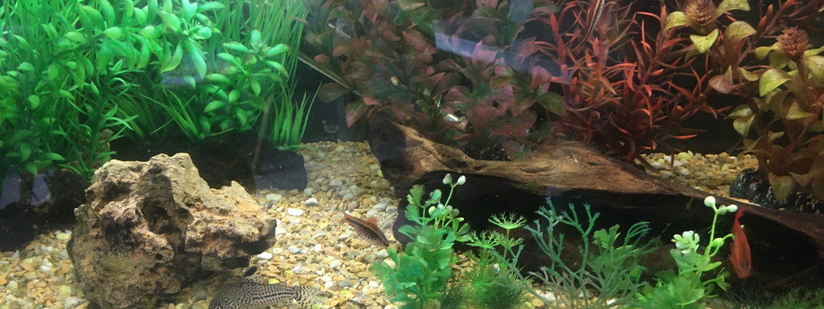 aquarium betina