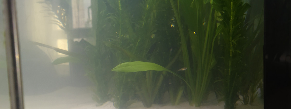 aquarium Petit bac nurserie