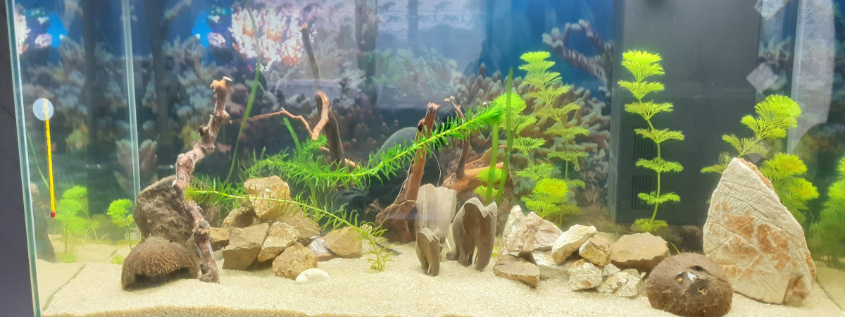 aquarium Fardier de Cugnot