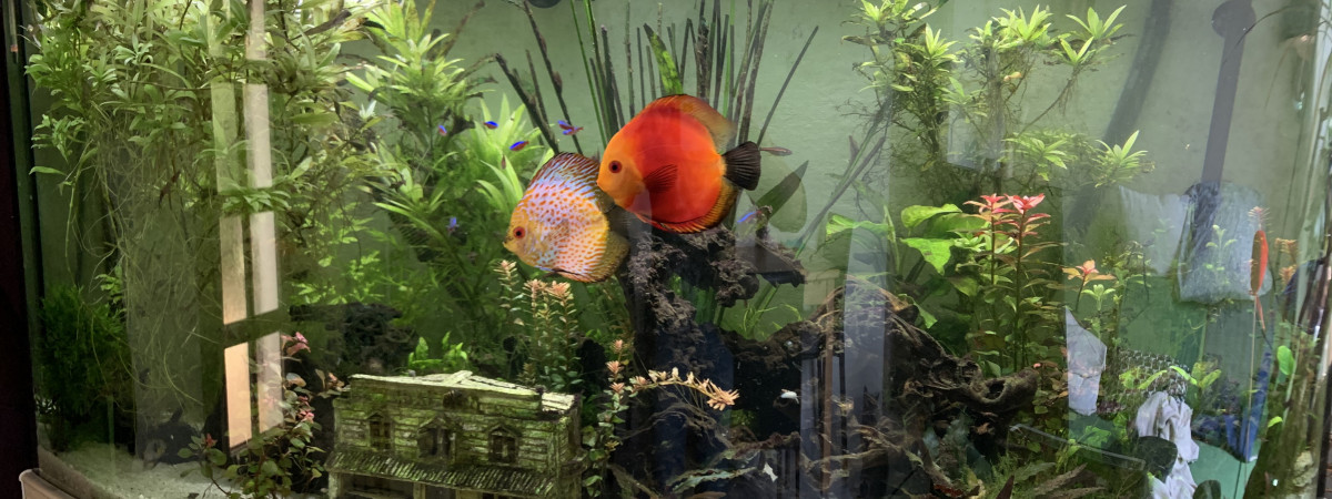 aquarium Amazonien