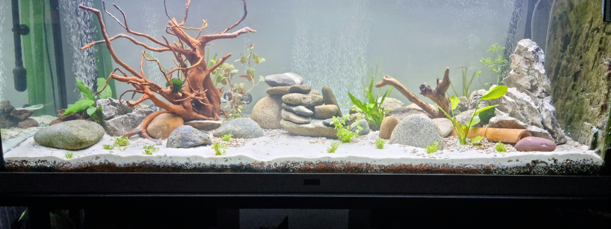 aquarium First