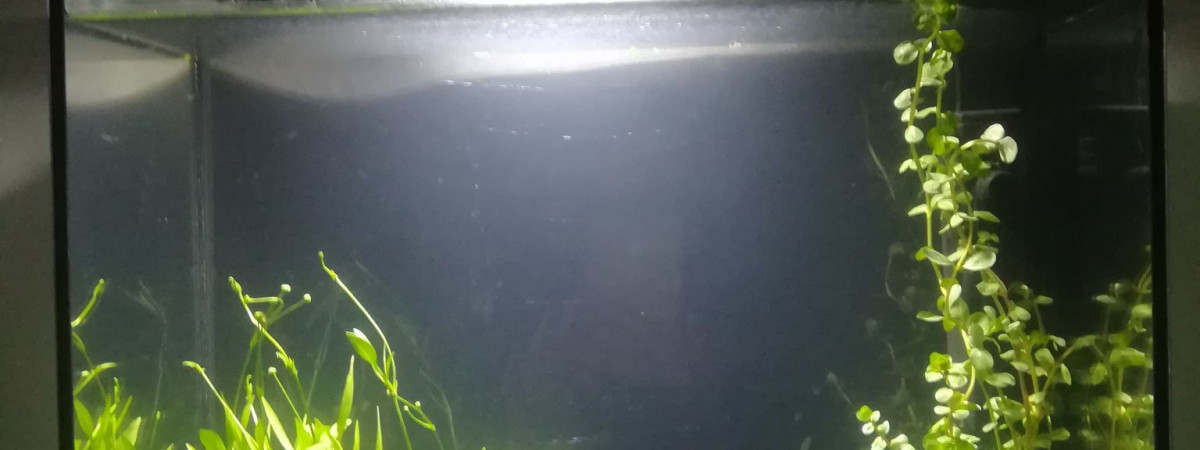 aquarium 20L beta